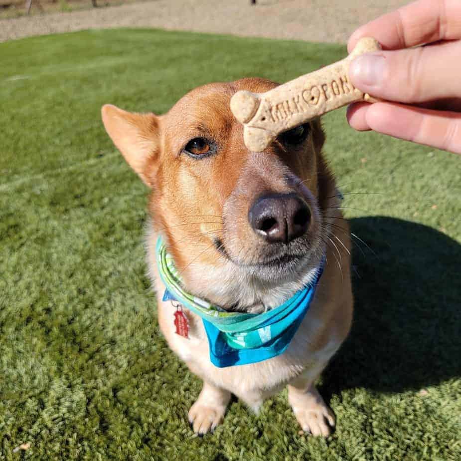 A dog wearing a blue bandana sits on grass while a person holds a bone-shaped treat near its nose.