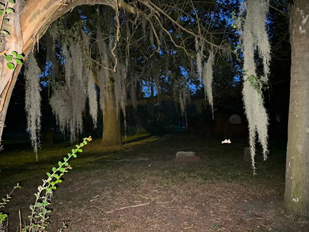 A dimly lit outdoor scene shows trees draped with Spanish moss, some gravestones, and grass on the ground at dusk or night.
