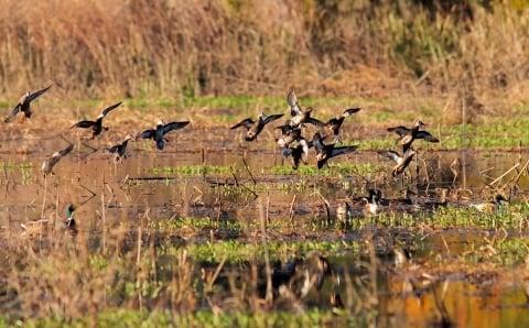 A flock of ducks flies over a marshy wetland with tall grass and shallow water.
